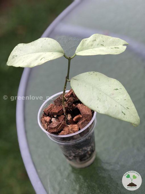 Hoya coriacea 'Silver'
