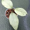 Hoya coriacea 'Silver'