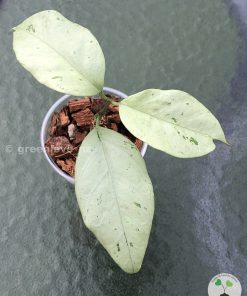 IMG_7932 Hoya coriacea 'Silver'