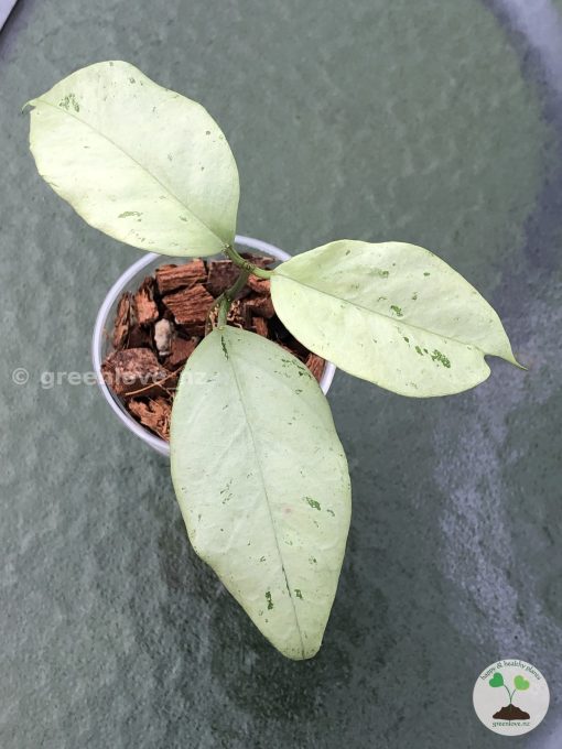 Hoya coriacea 'Silver'