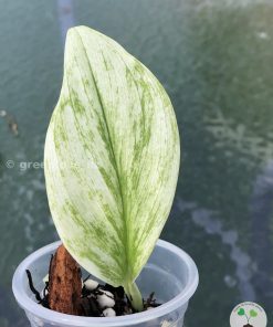 Scindapsus Treubii "superstar" - A
