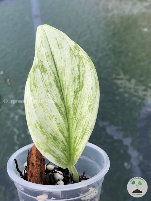 Scindapsus Treubii "superstar" - A