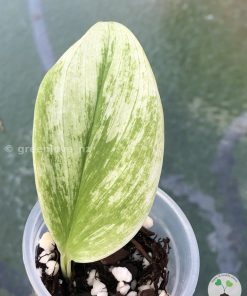 Scindapsus Treubii "superstar" - B