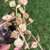 Hoya curtisii silver