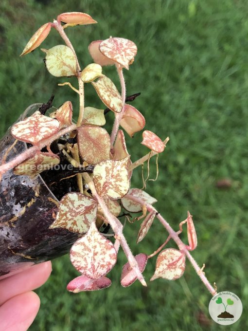 Hoya curtisii silver