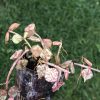 Hoya curtisii silver