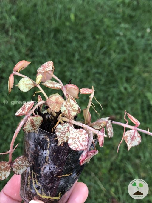Hoya curtisii silver