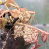 Hoya curtisii silver