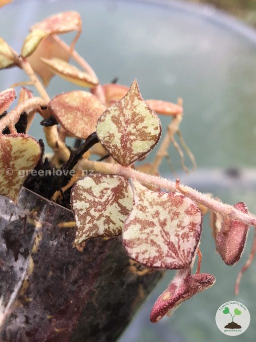 Hoya curtisii silver
