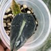 Alocasia Amazonica Pink Variegated