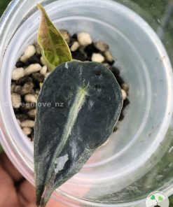 IMG_8046 Alocasia Amazonica Pink Variegated