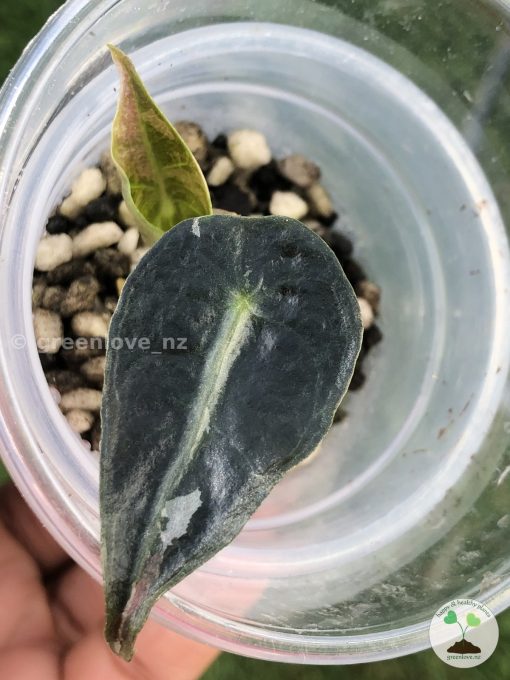 Alocasia Amazonica Pink Variegated