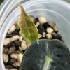 Alocasia Amazonica Pink Variegated