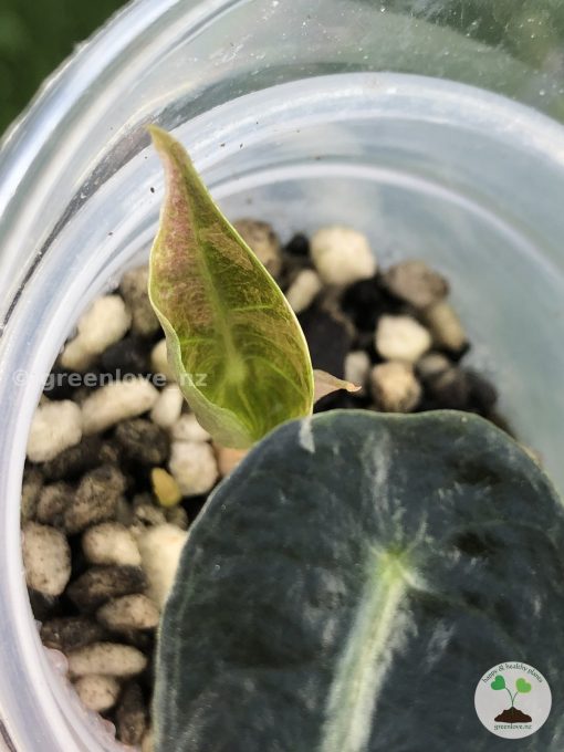 Alocasia Amazonica Pink Variegated