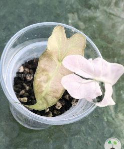IMG_8055 Alocasia Amazonica Pink Variegated