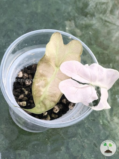 Alocasia Amazonica Pink Variegated