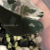 Alocasia Amazonica Pink Variegated