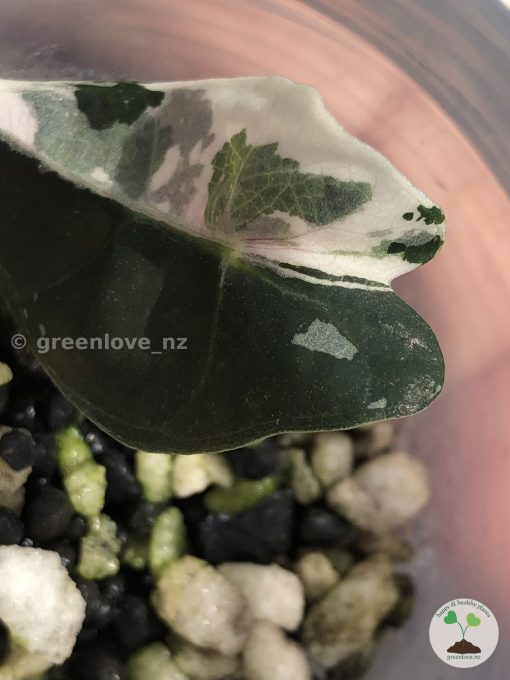 Alocasia Amazonica Pink Variegated