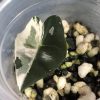 Alocasia Amazonica Pink Variegated