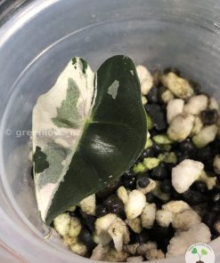 IMG_8059 Alocasia Amazonica Pink Variegated