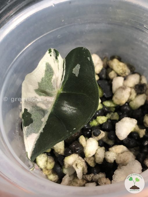 Alocasia Amazonica Pink Variegated
