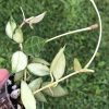 Hoya lacunosa variegated