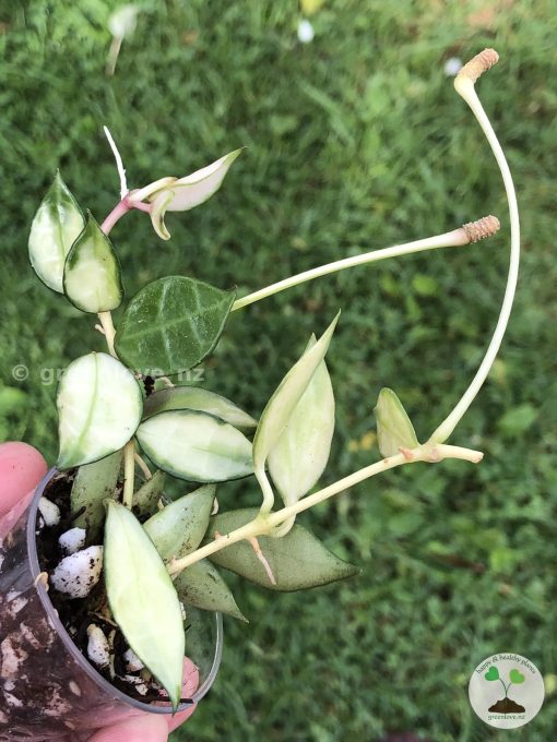 Hoya lacunosa variegated
