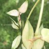 Hoya lacunosa variegated