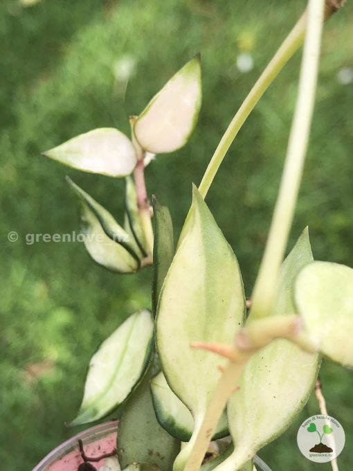 Hoya lacunosa variegated