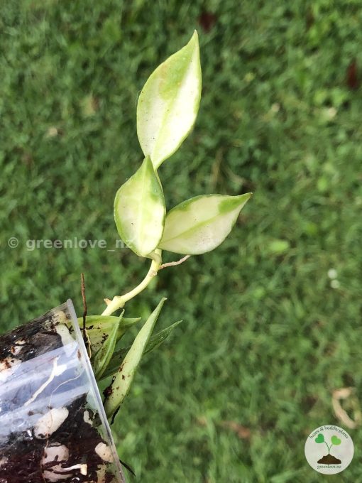 Hoya lacunosa variegated