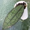 Hoya clemensiorum Splash