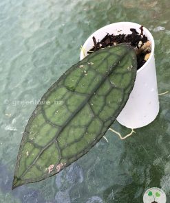 Hoya clemensiorum Splash
