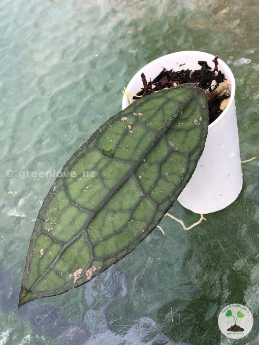 Hoya clemensiorum Splash