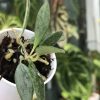 Rare Hoya Lima silver