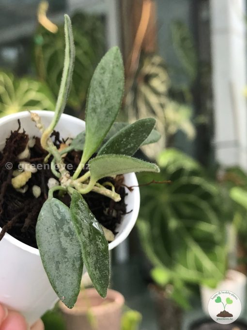 Rare Hoya Lima silver