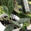 Rare Hoya Lima silver