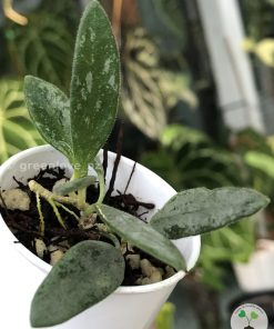 Rare Hoya Lima silver