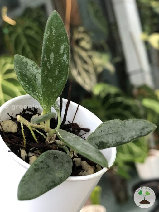 Rare Hoya Lima silver