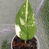 Variegated Chiapense