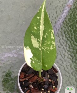 Variegated Chiapense