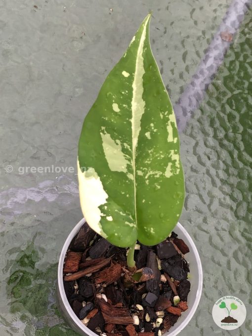 Variegated Chiapense