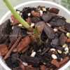 Variegated Chiapense