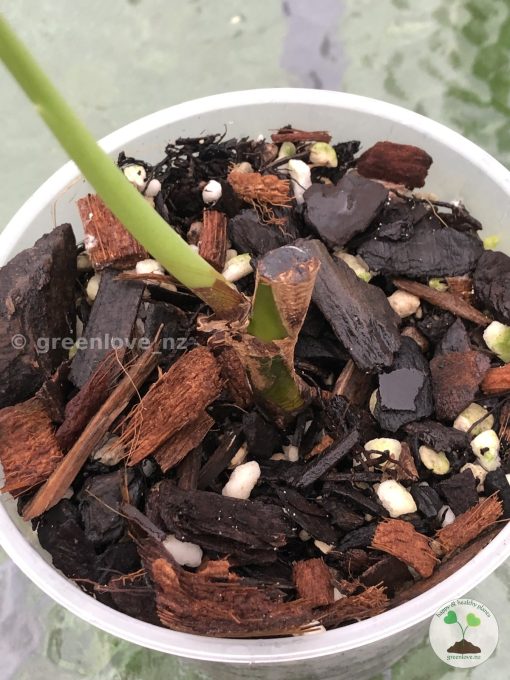 Variegated Chiapense
