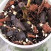 Variegated Chiapense