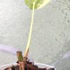 Variegated Chiapense