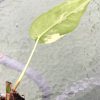 Variegated Chiapense