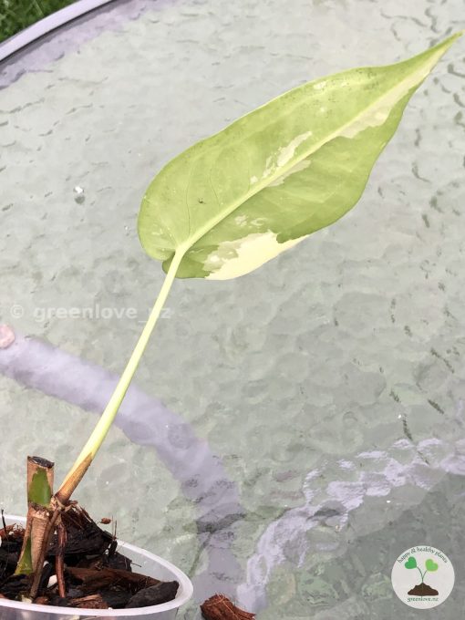 Variegated Chiapense