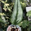 Scindapsus Officinalis Silver
