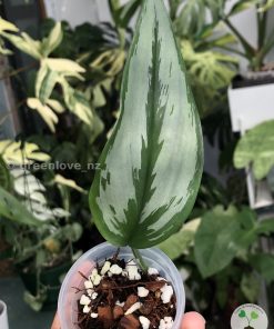 Scindapsus Officinalis Silver