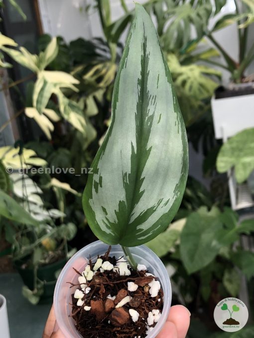 Scindapsus Officinalis Silver
